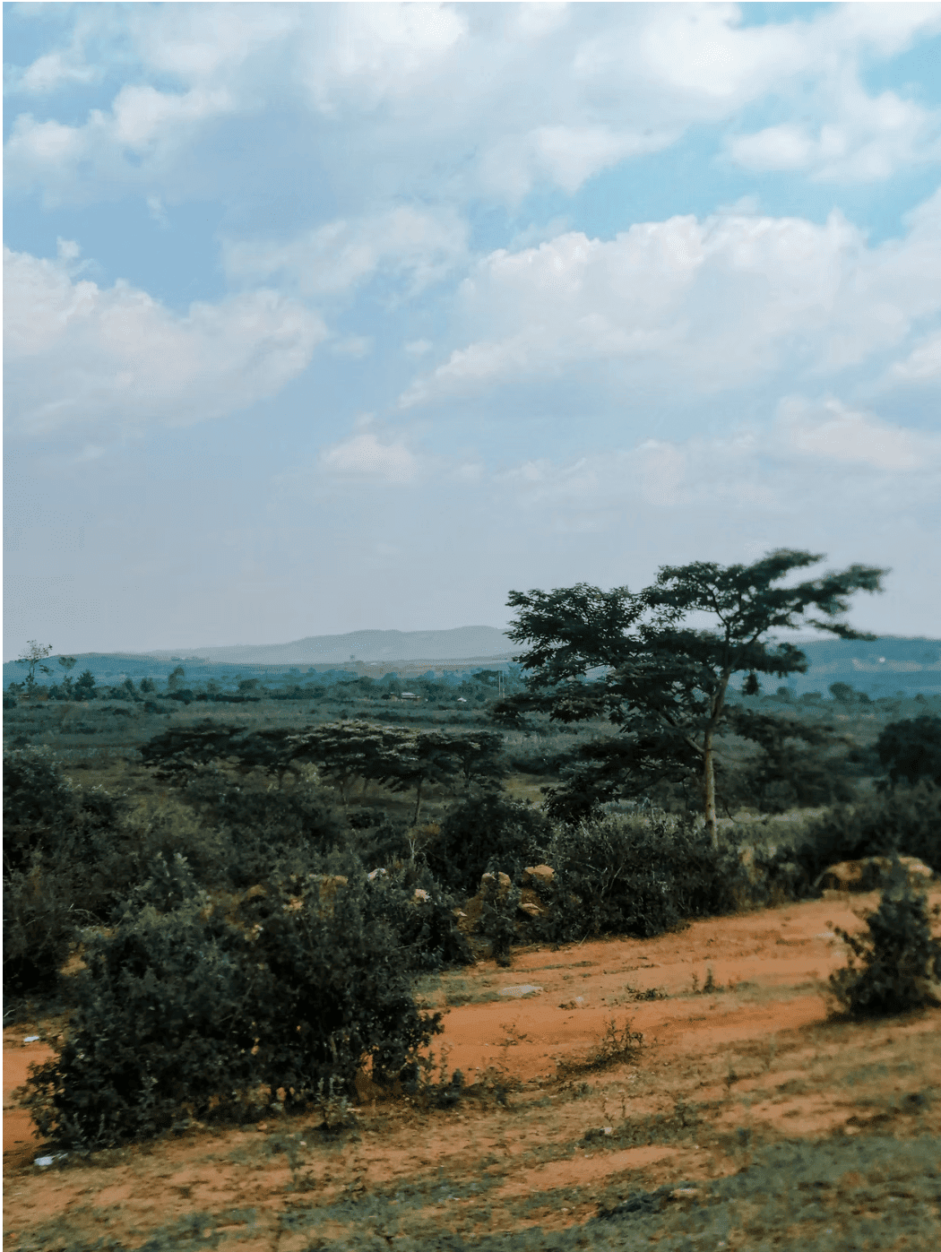 Vision Linens & Tree-Nation 2025 Impact Report