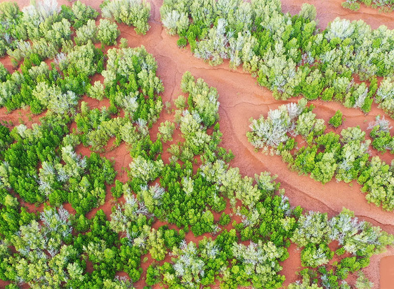 Celebrating Earth Month 2025:  Reporting Our Impact with Tree-Nation