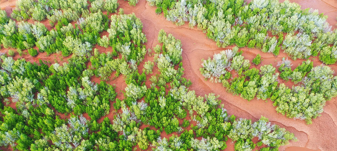 Celebrating Earth Month 2025: Reporting Our Impact with Tree-Nation Celebrating Earth Month 2025: Reporting Our Impact with Tree-Nation